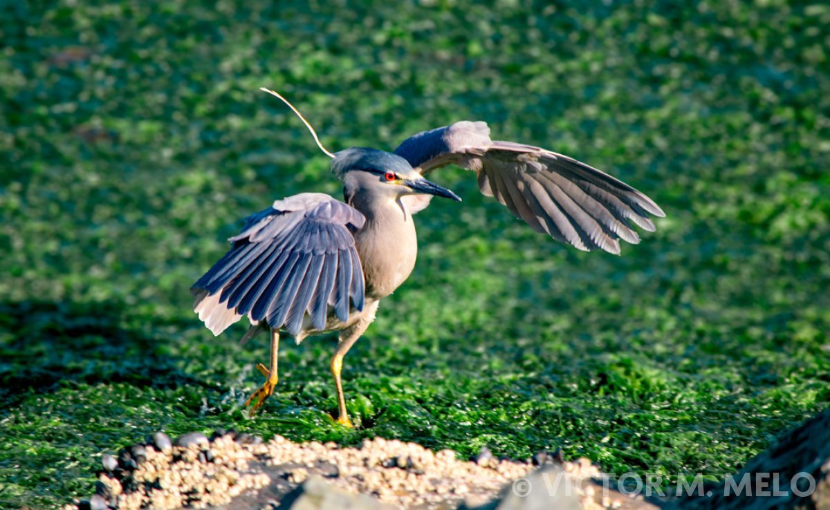Una Garza Bruja (Nycticorax nycticorax)