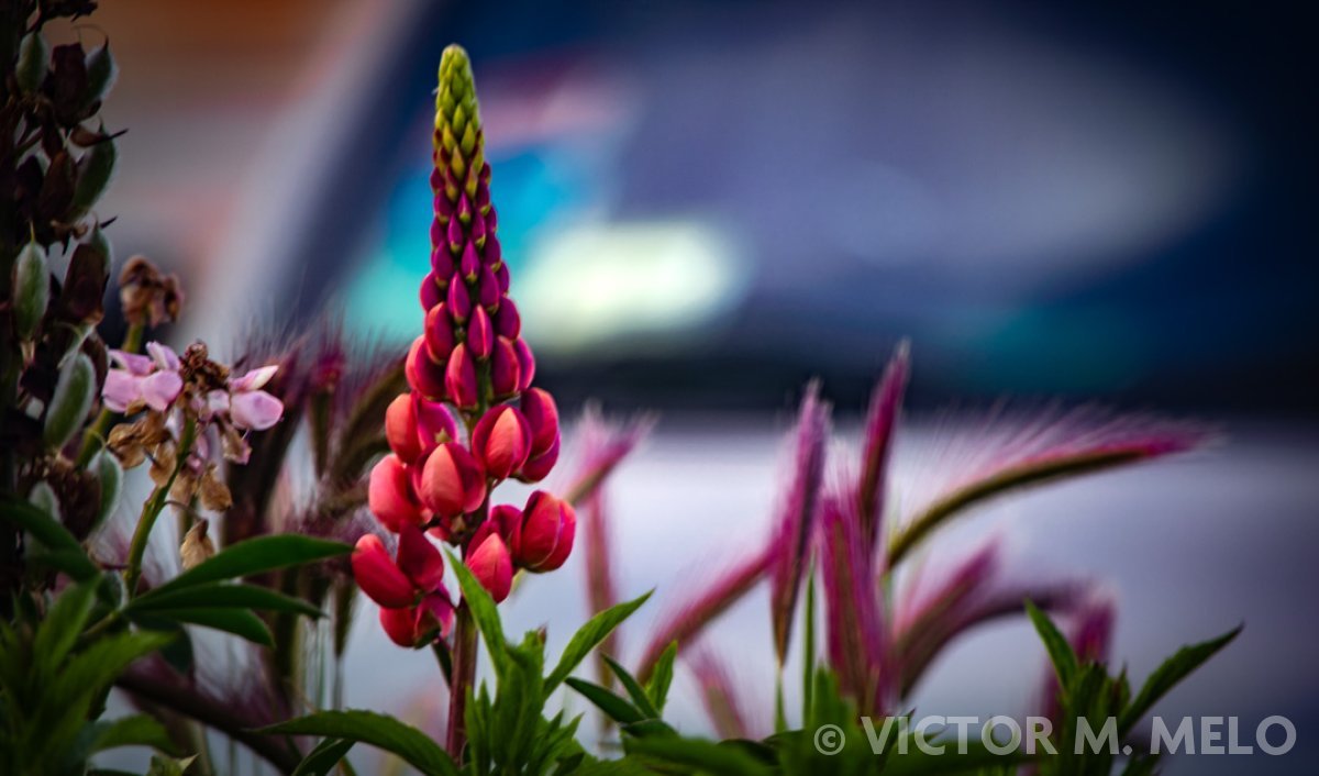 Un lupino (Lupinus)