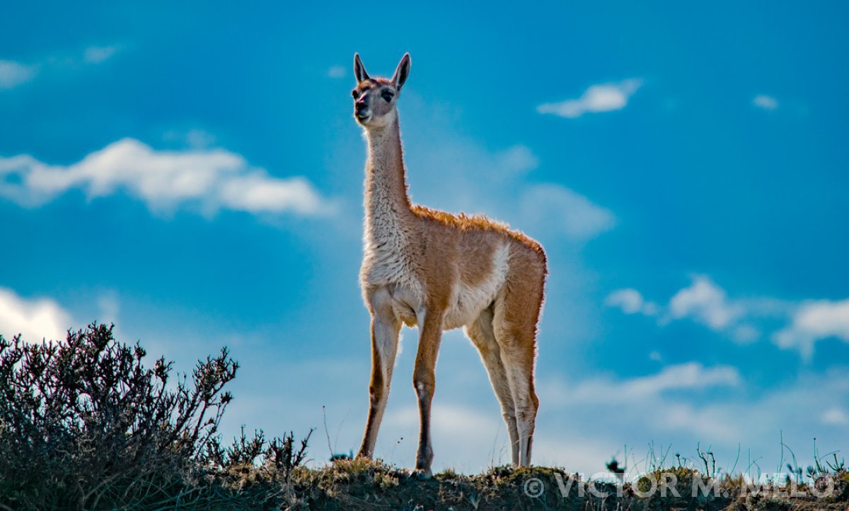 Un guanaco (Lama guanicoe)