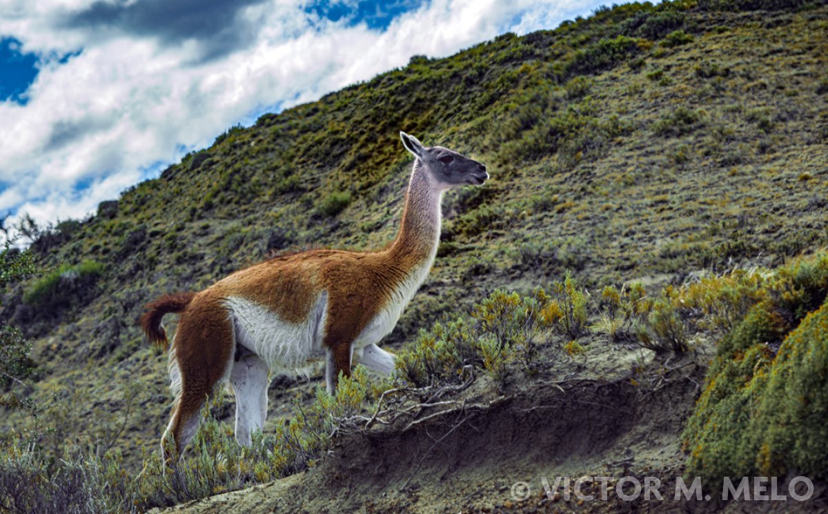Un guanaco (Lama guanicoe)