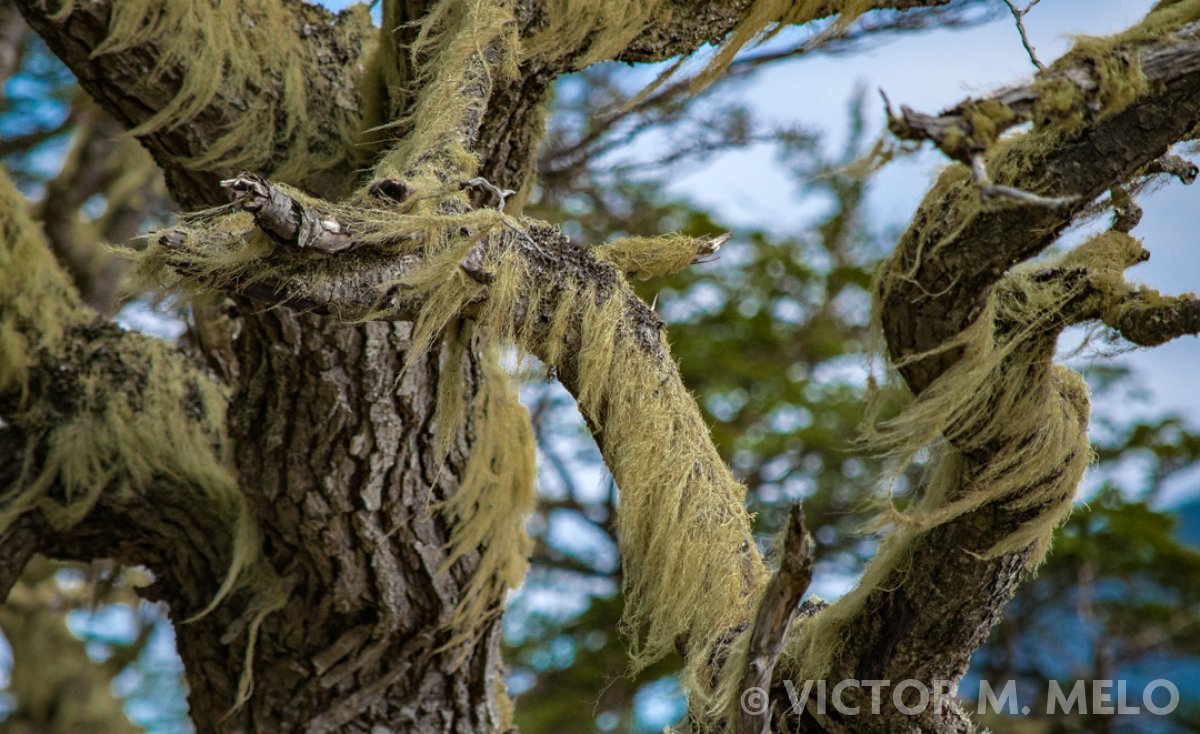 Barba de viejo (Usnea)