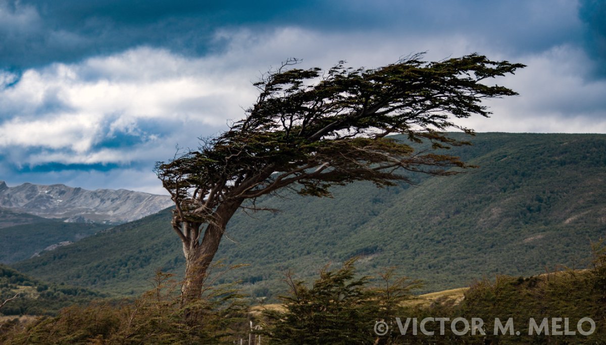 Una lenga (Nothofagus pumilio). "Árbol bandera"
