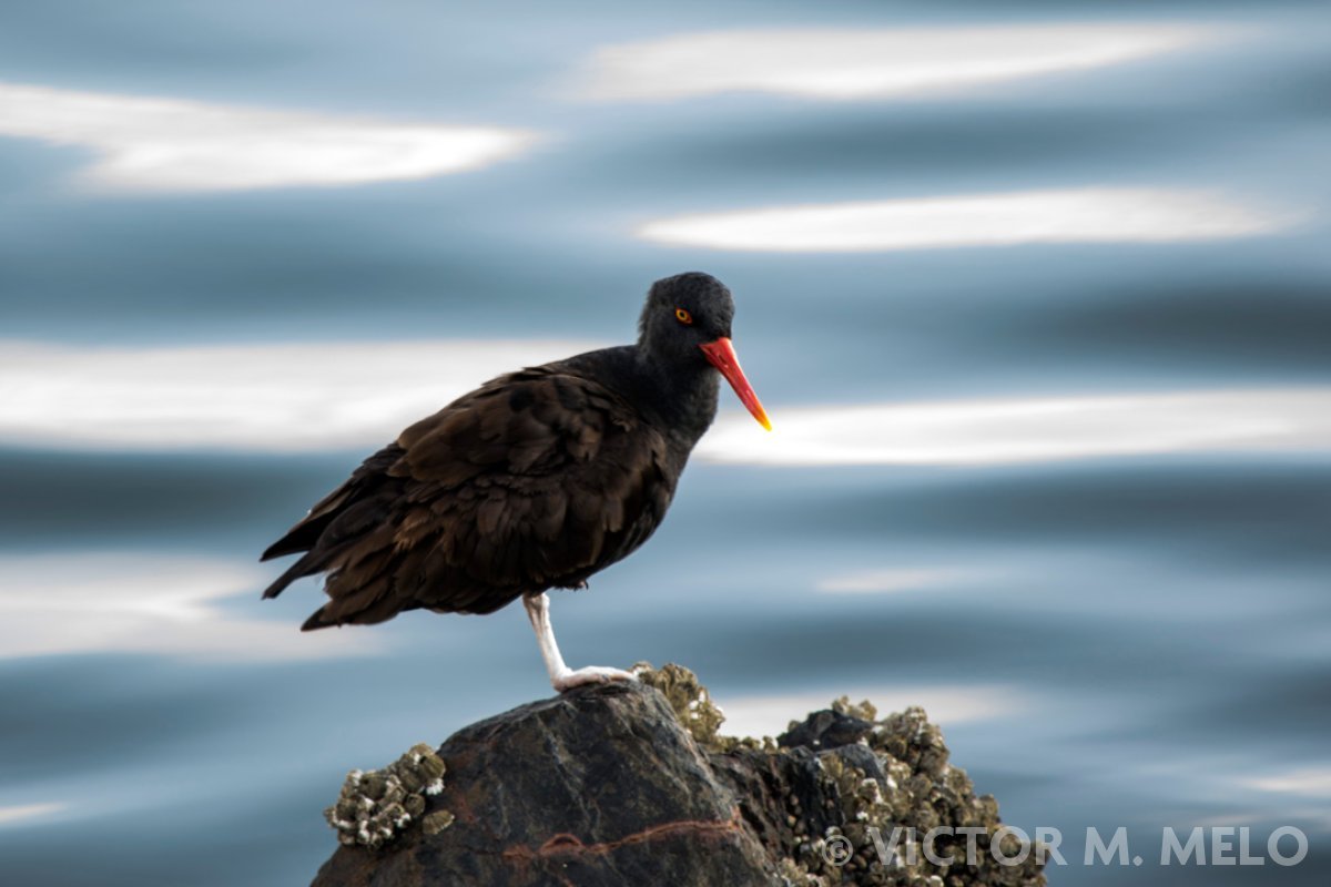 Ostrero negro suramericano (Haematopus ater)