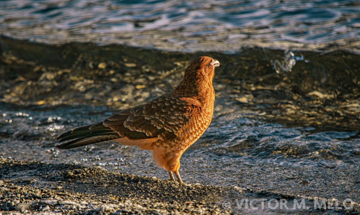 Chimango o tiuque (Daptrius chimango)