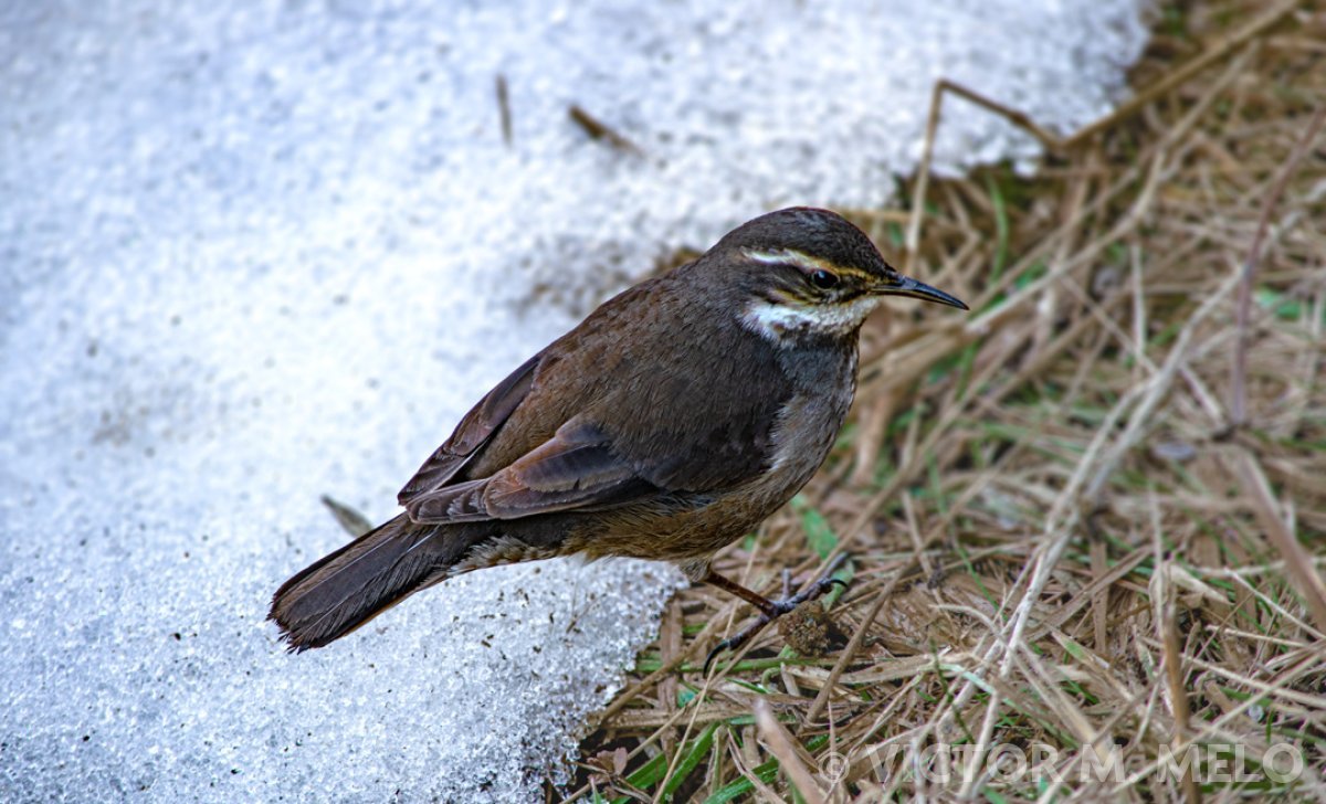 Remolinera araucana (en Argentina) (Cinclodes patagonicus)