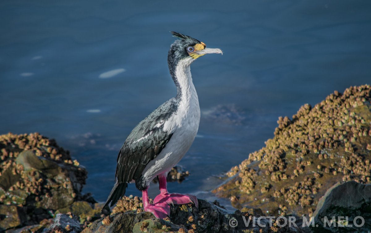 Cormorán Imperial - Leucocarbo atriceps