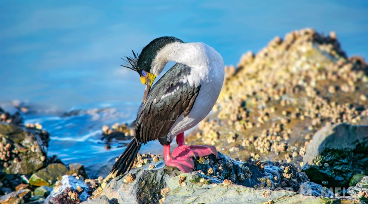 Cormorán Imperial - Leucocarbo atriceps