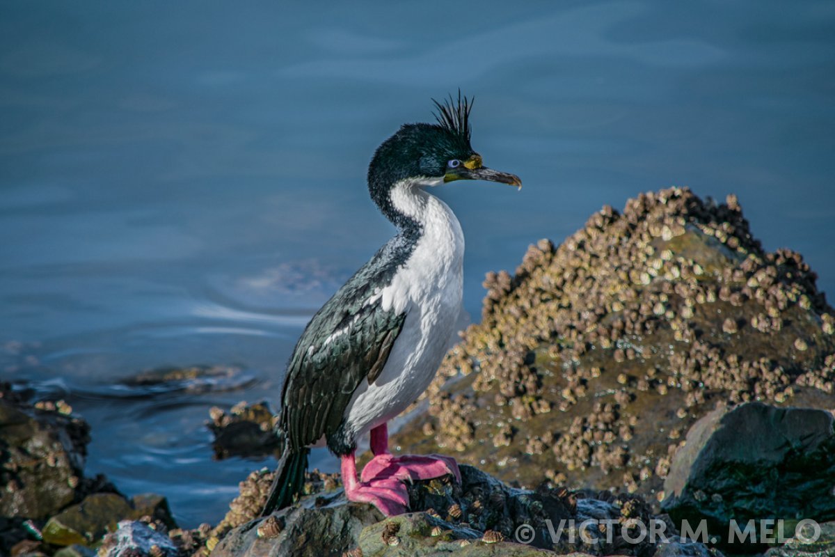 Cormorán Imperial - Leucocarbo atriceps